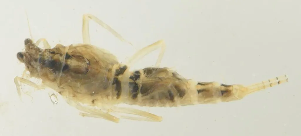 Pop-eyed Mayflies - photo 2