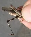 Mexican Blue-wing Grasshopper - photo 2