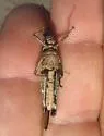 Mexican Blue-wing Grasshopper - photo 3