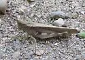 Mexican Blue-wing Grasshopper - photo 4