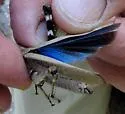 Mexican Blue-wing Grasshopper - photo 5