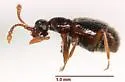 Machaerodes carinatus - Machaerodes carinatus