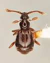Machaerodes carinatus - photo 2