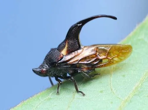Tube Spittlebugs - Machaerotidae