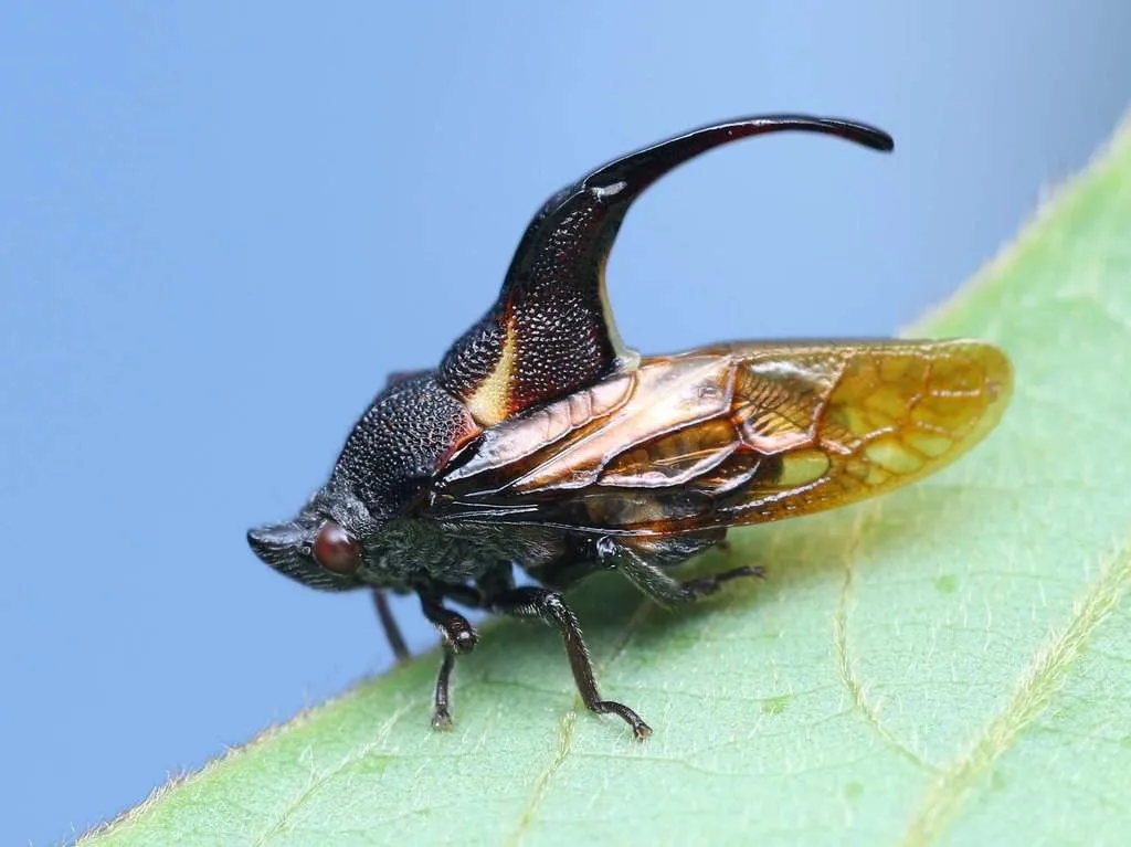 Tube Spittlebugs - photo 2