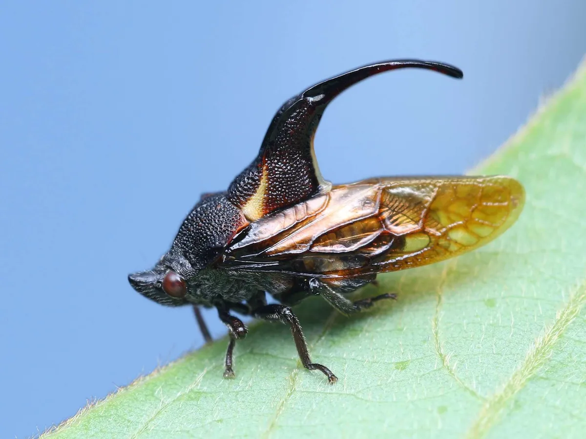 Tube Spittlebugs - photo 3