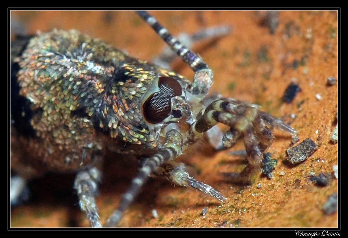 Jumping Bristletails - Machilidae