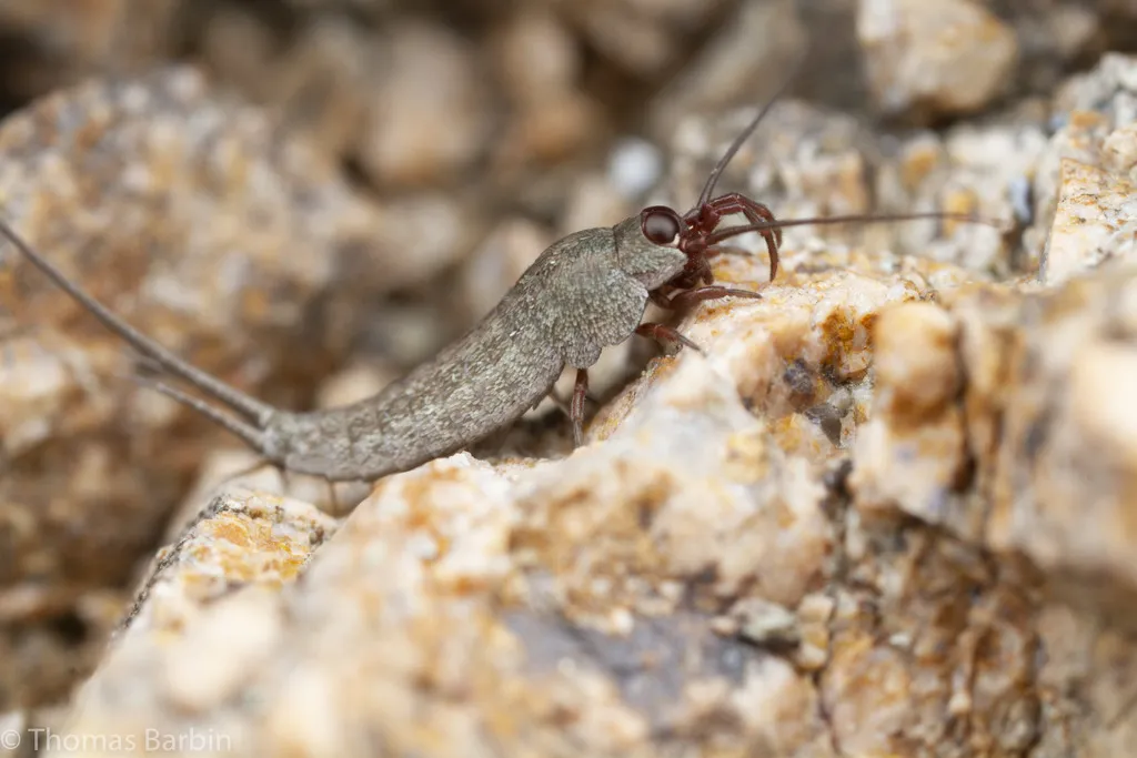 Machilinus aurantiacus