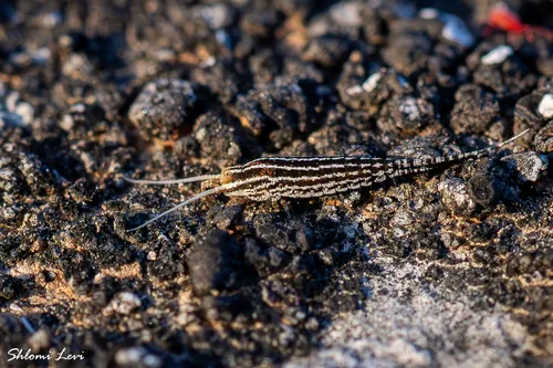 Machilinus kleinenbergi