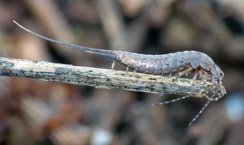 Machiloides hickmani
