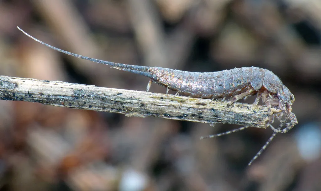 Machiloides hickmani - photo 2