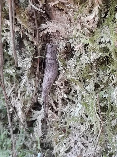 Machiloides obscurus