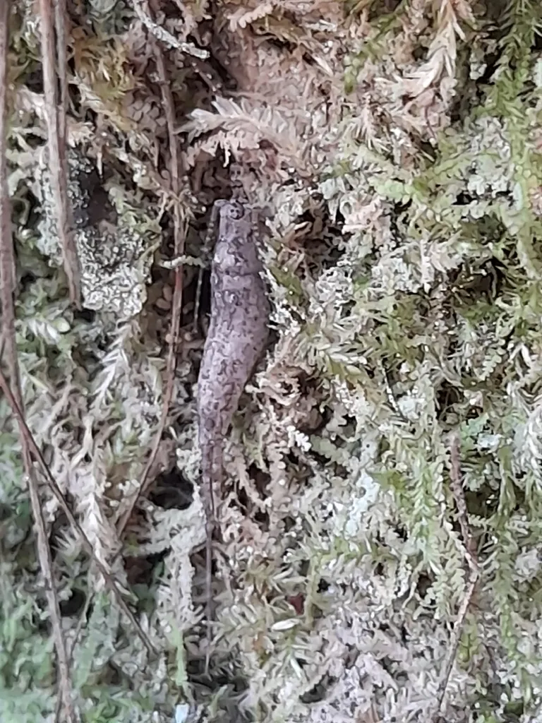 Machiloides obscurus - photo 2