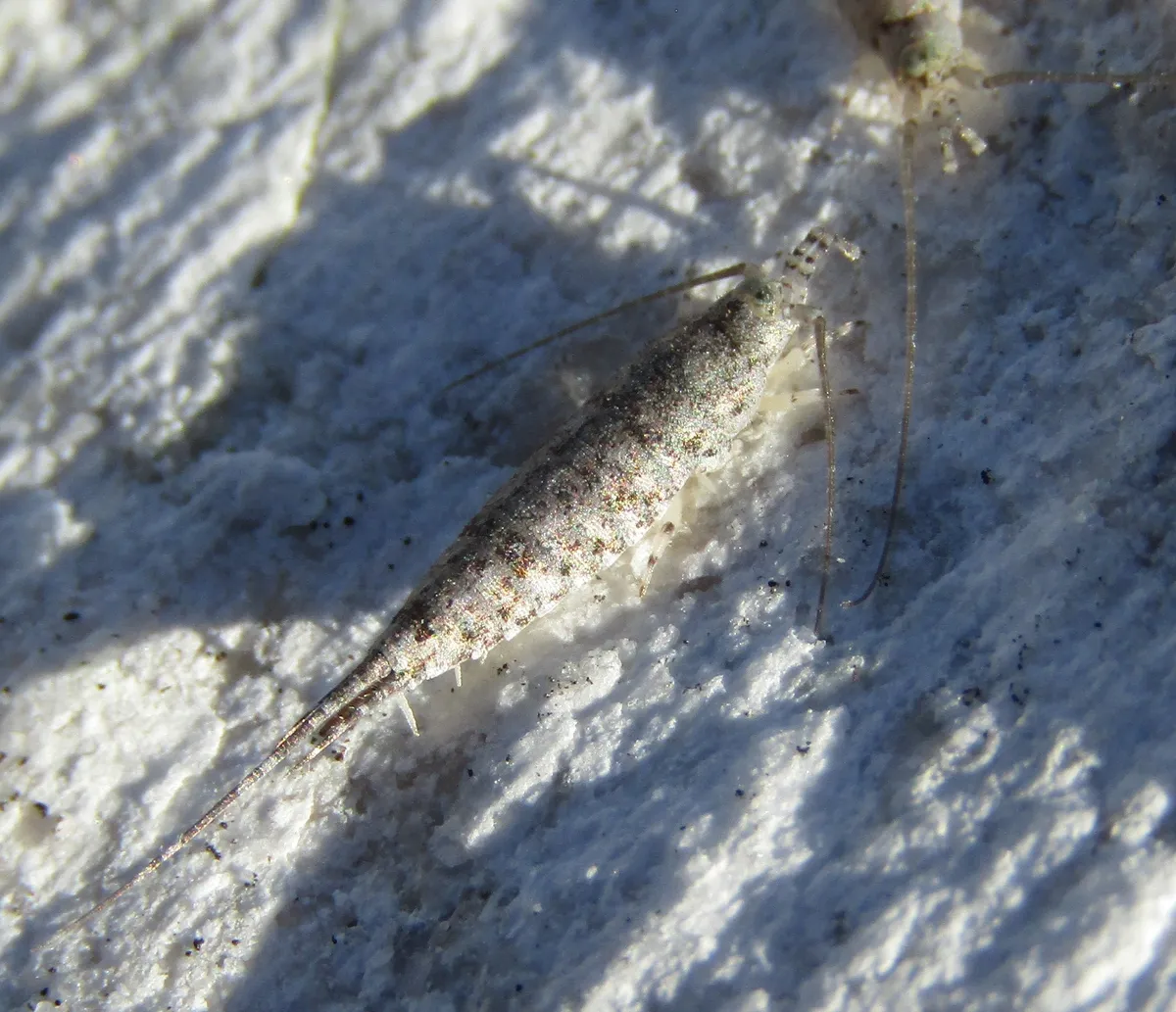 Machiloides obsoletus - photo 3