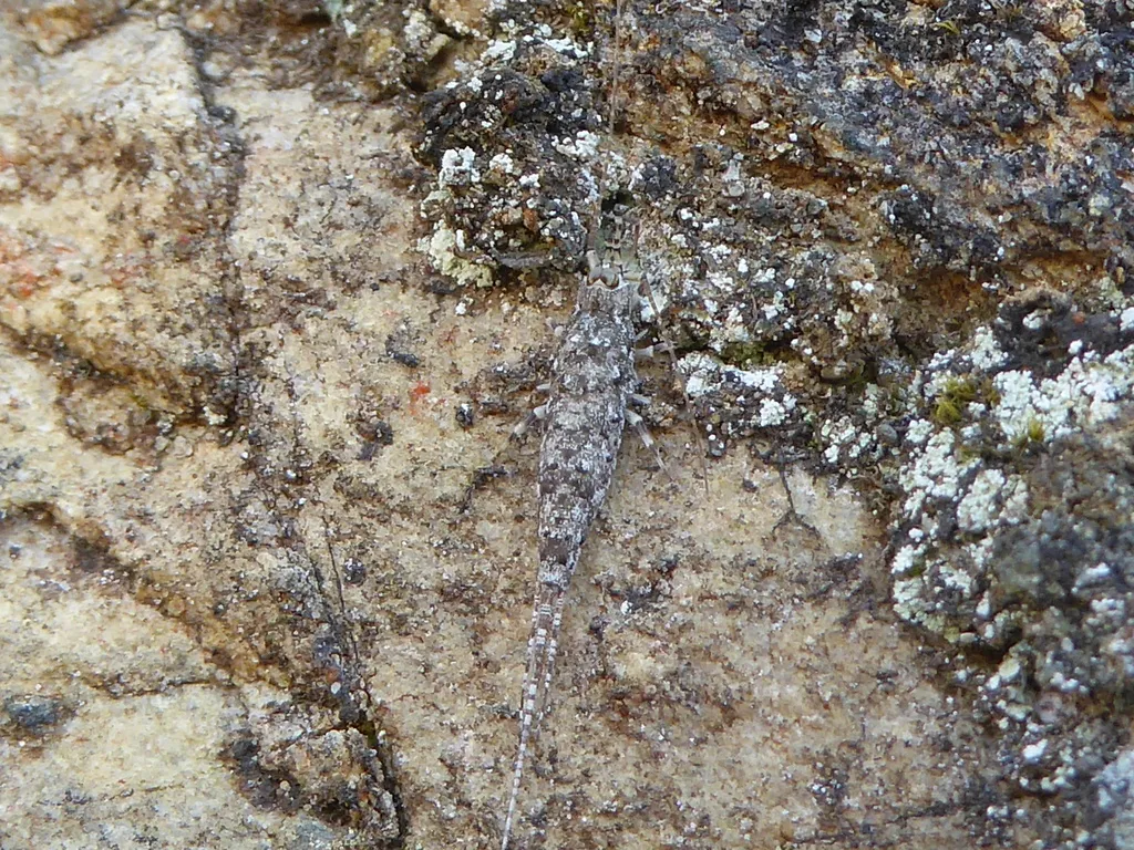 Peninsula Bristletail - photo 2