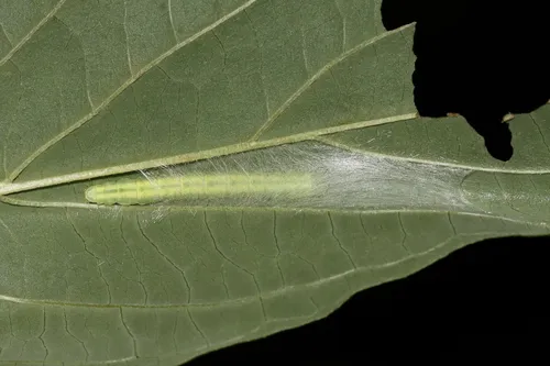 Gold-striped Leaftier Moth - photo 2