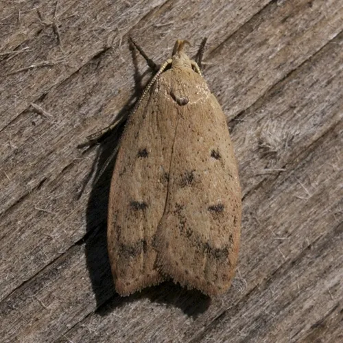Gold-striped Leaftier Moth - photo 3