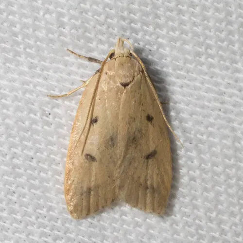 Gold-striped Leaftier Moth - photo 4
