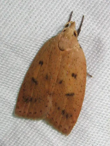 Gold-striped Leaftier Moth - photo 5