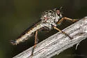Machimus adustus