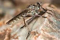 Machimus adustus - photo 3