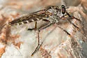 Machimus adustus - photo 4