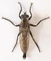 Machimus callidus
