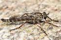 Machimus callidus - photo 2
