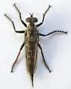 Machimus callidus - photo 3