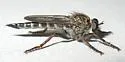Machimus callidus - photo 4