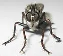 Machimus callidus - photo 5