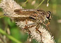 Machimus erythocnemius
