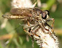 Machimus erythocnemius - photo 2