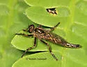 Machimus erythocnemius - photo 3