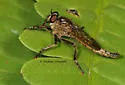 Machimus erythocnemius - photo 4