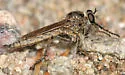 Machimus erythocnemius - photo 5
