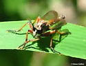 Machimus fattigi