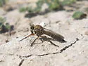 Machimus formosus