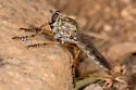 Machimus formosus - photo 2