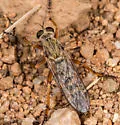 Machimus formosus - photo 3