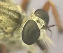 Machimus formosus - photo 4