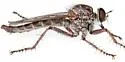 Machimus griseus