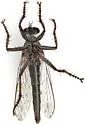 Machimus griseus - photo 2