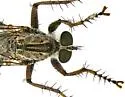 Machimus griseus - photo 3