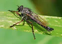 Machimus latipex - Machimus latipex