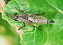 Machimus latipex - photo 2