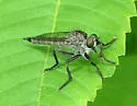 Machimus maneei