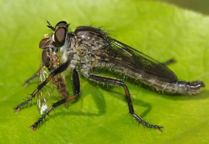 Machimus notatus - photo 3