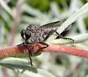 Machimus occidentalis - Machimus occidentalis