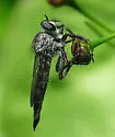 Machimus occidentalis - photo 2